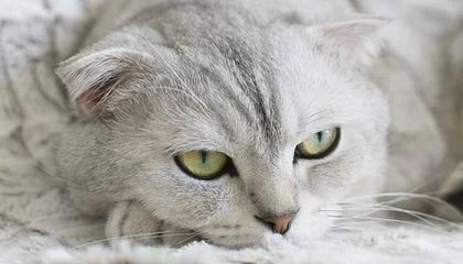 开云博彩-“跑出亲子情，牛仔3K亲子跑燃情香港”