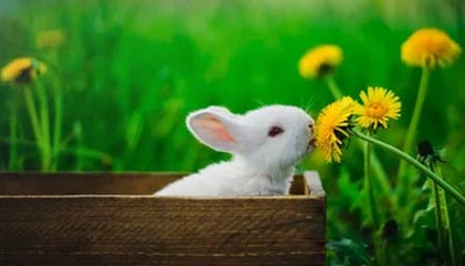 开云博彩-“跑出亲子情，牛仔3K亲子跑燃情香港”