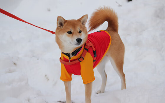 开云·Kaiyun网页版-史上最“炸裂”盖帽：谁的封堵最令人震撼？，盖帽最厉害的人