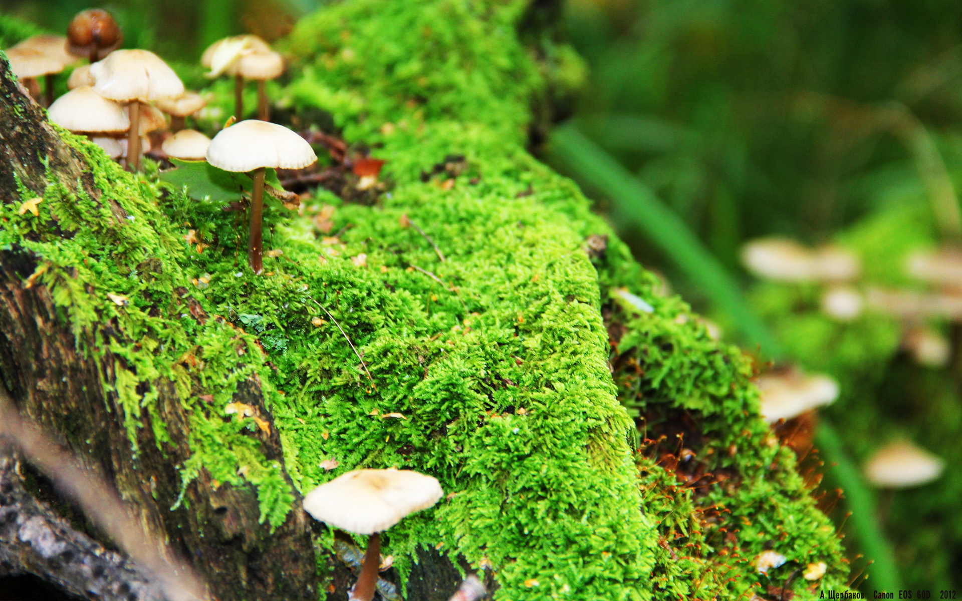 海底潜水探索赛,深海奥秘等待勇者发掘,海底潜水视频