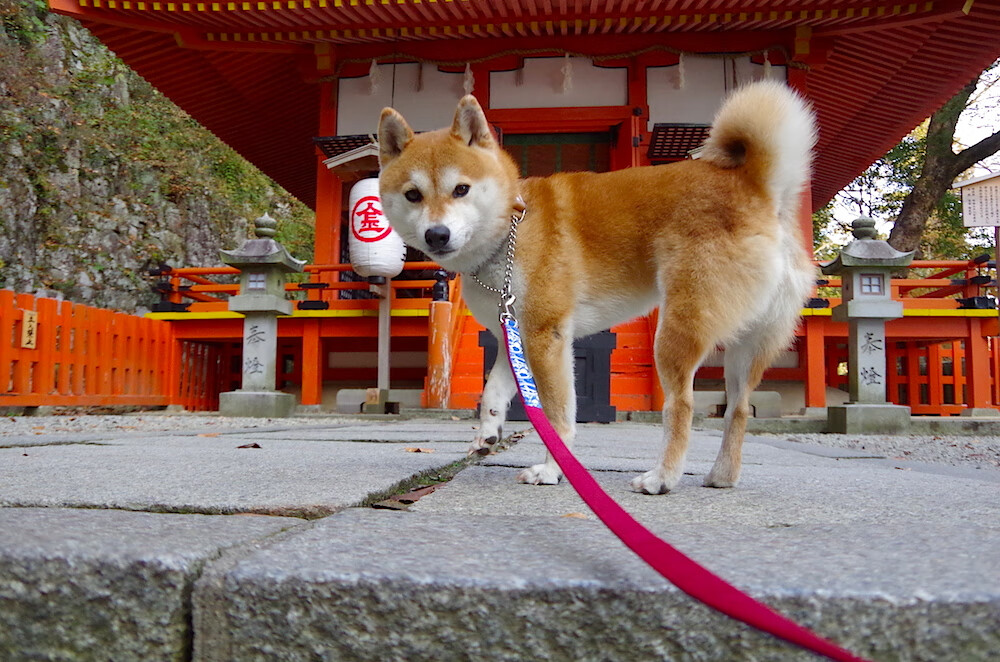 开云体育-英格兰队在欧洲杯中表现出色，获得广泛赞誉，英格兰队史首次赢下欧洲杯首场比赛