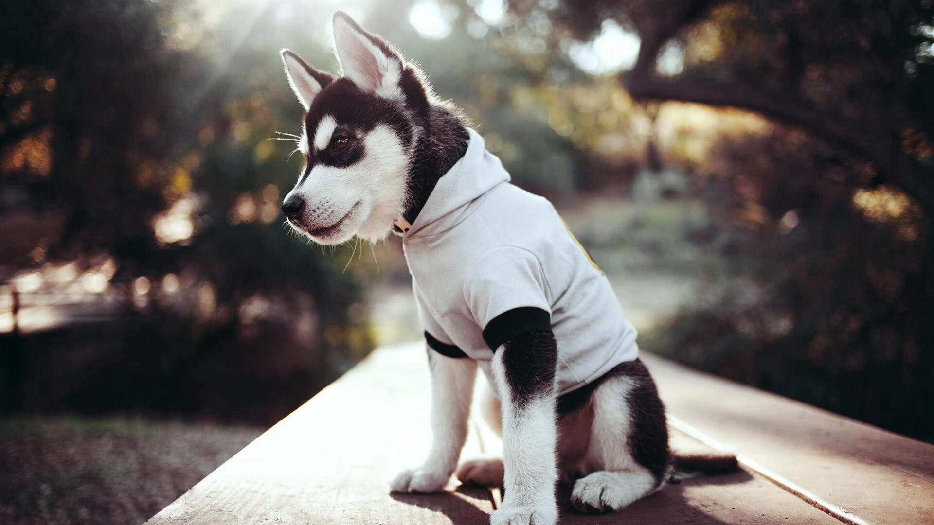 开云网站-LPL裁判组完成国际执裁技术交流，lol裁判