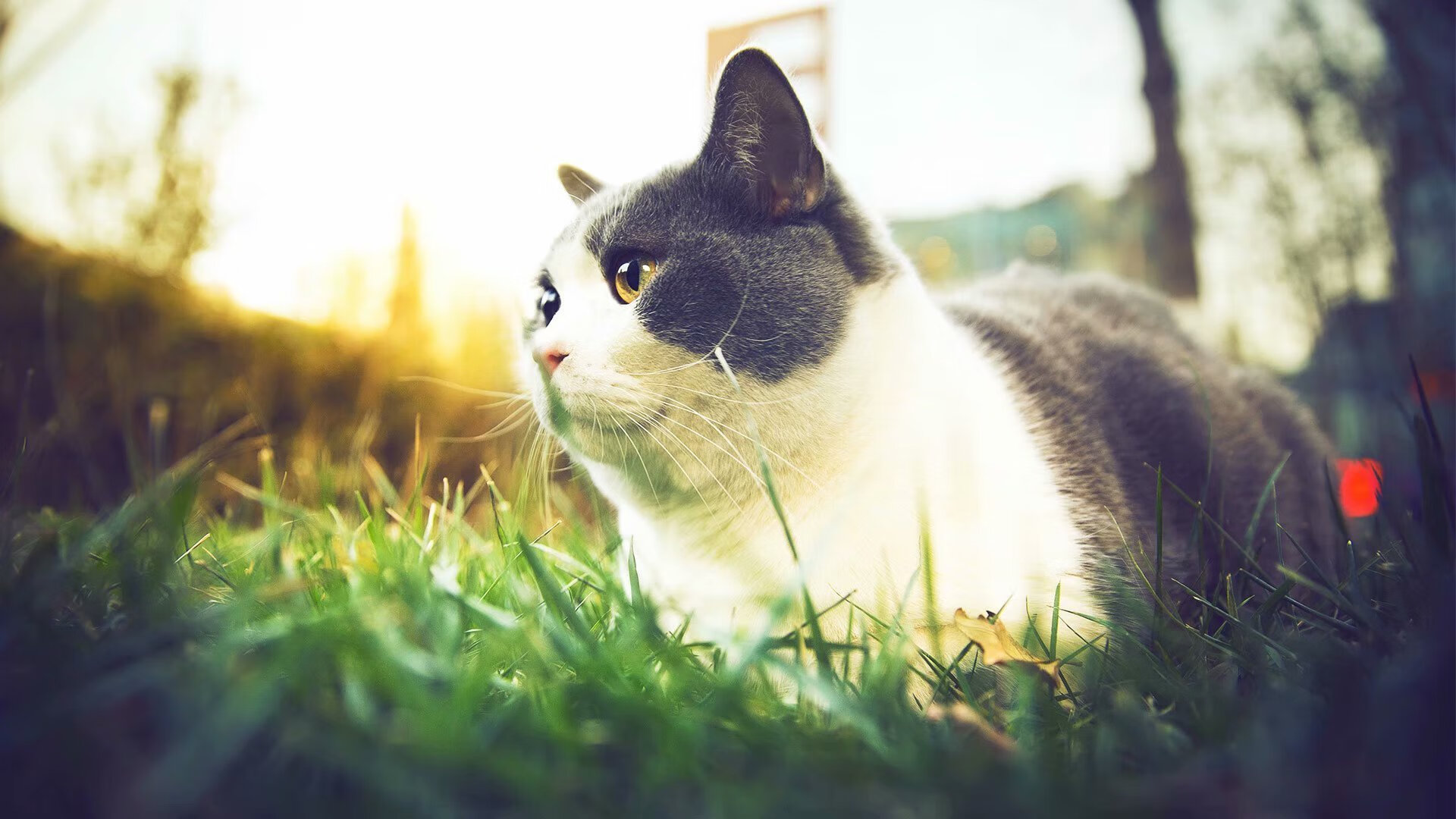 博卡青年关键时刻发挥冷静，博卡青年2020主力阵容