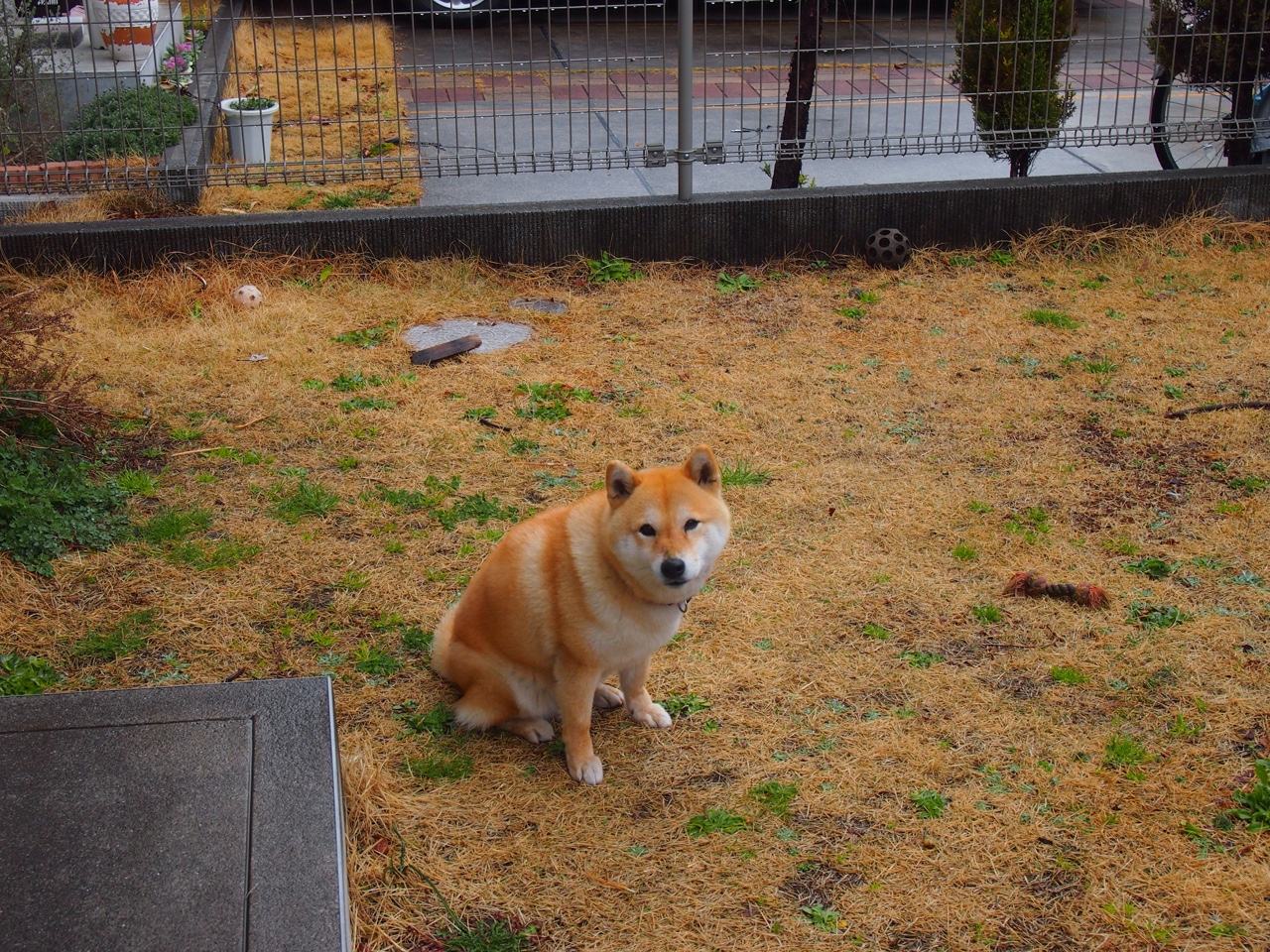 尤文图斯憾负多特蒙德，遗憾止步八强，尤文图斯多特蒙德欧冠