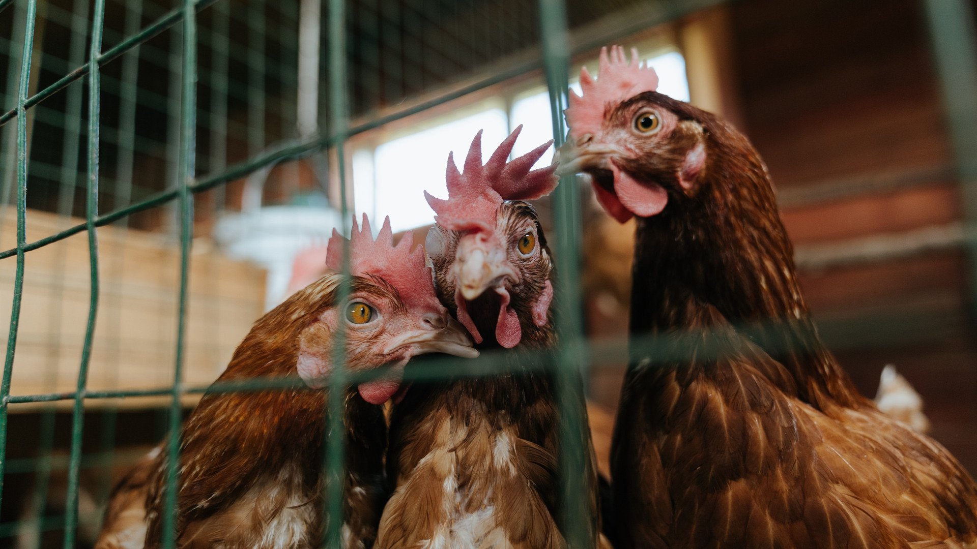 开云体育-德国队斩获大胜，实力再次得到验证，德国 队