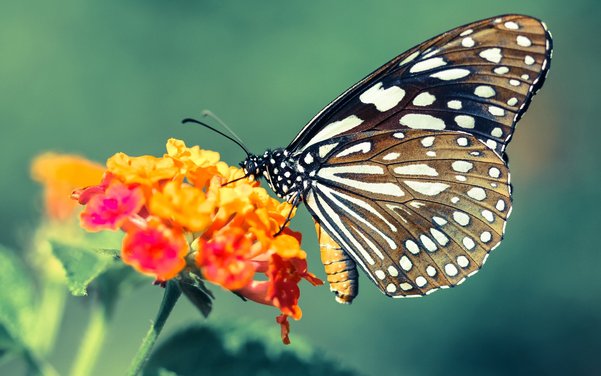 拜仁慕尼黑客场3-0战胜奥格斯堡，豪取八连胜，拜仁慕尼黑433