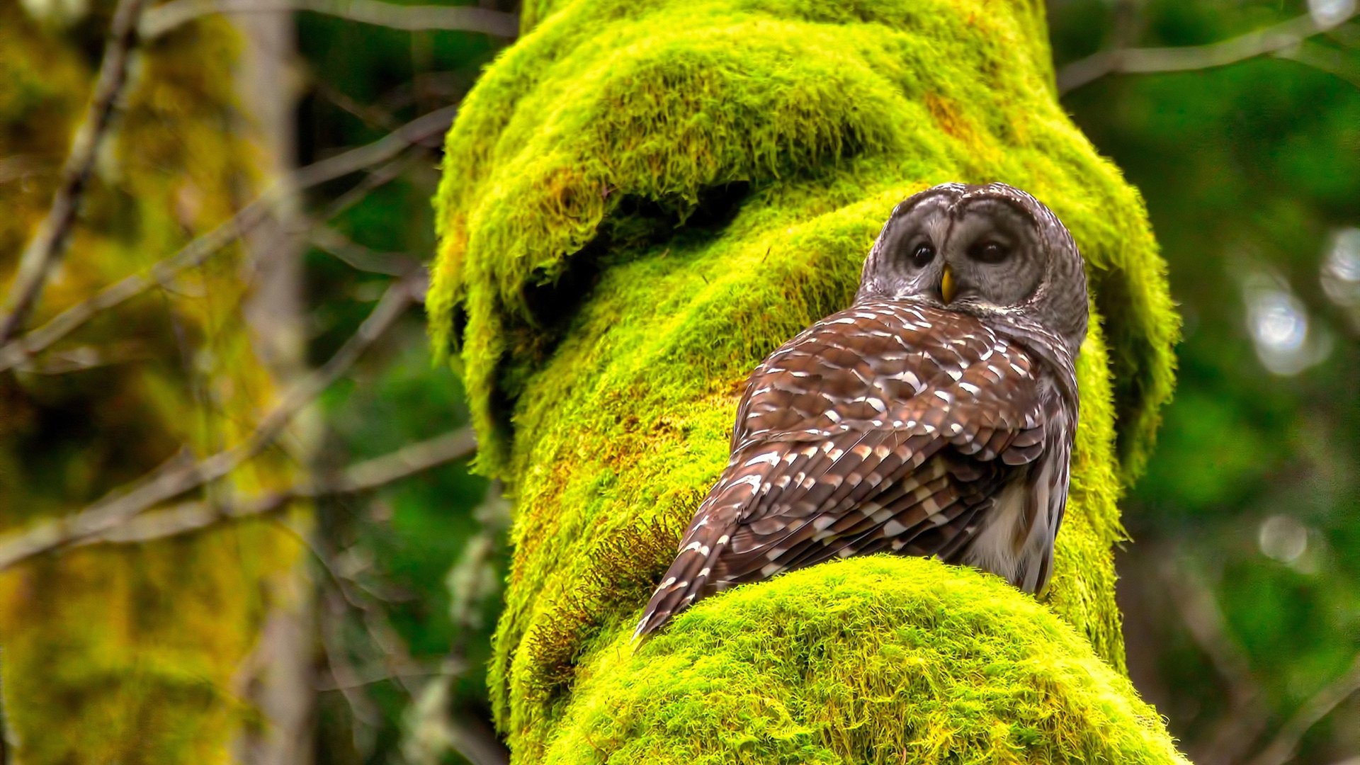 江苏猛虎队大胜广东篮球队,领跑积分榜,江苏篮球队战绩