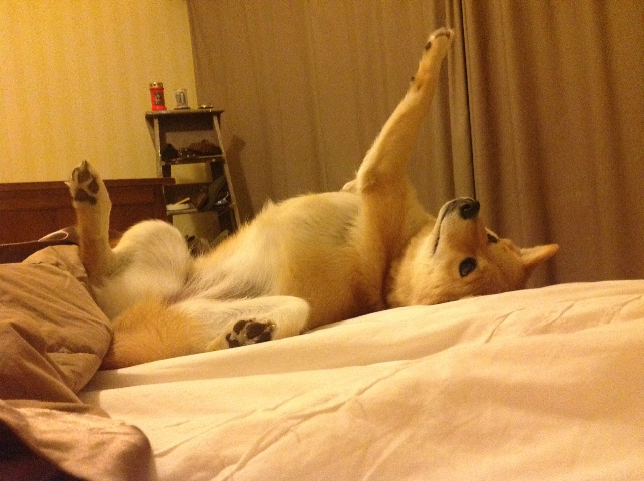 爵士球队核心球员发挥稳定,爵士队价值