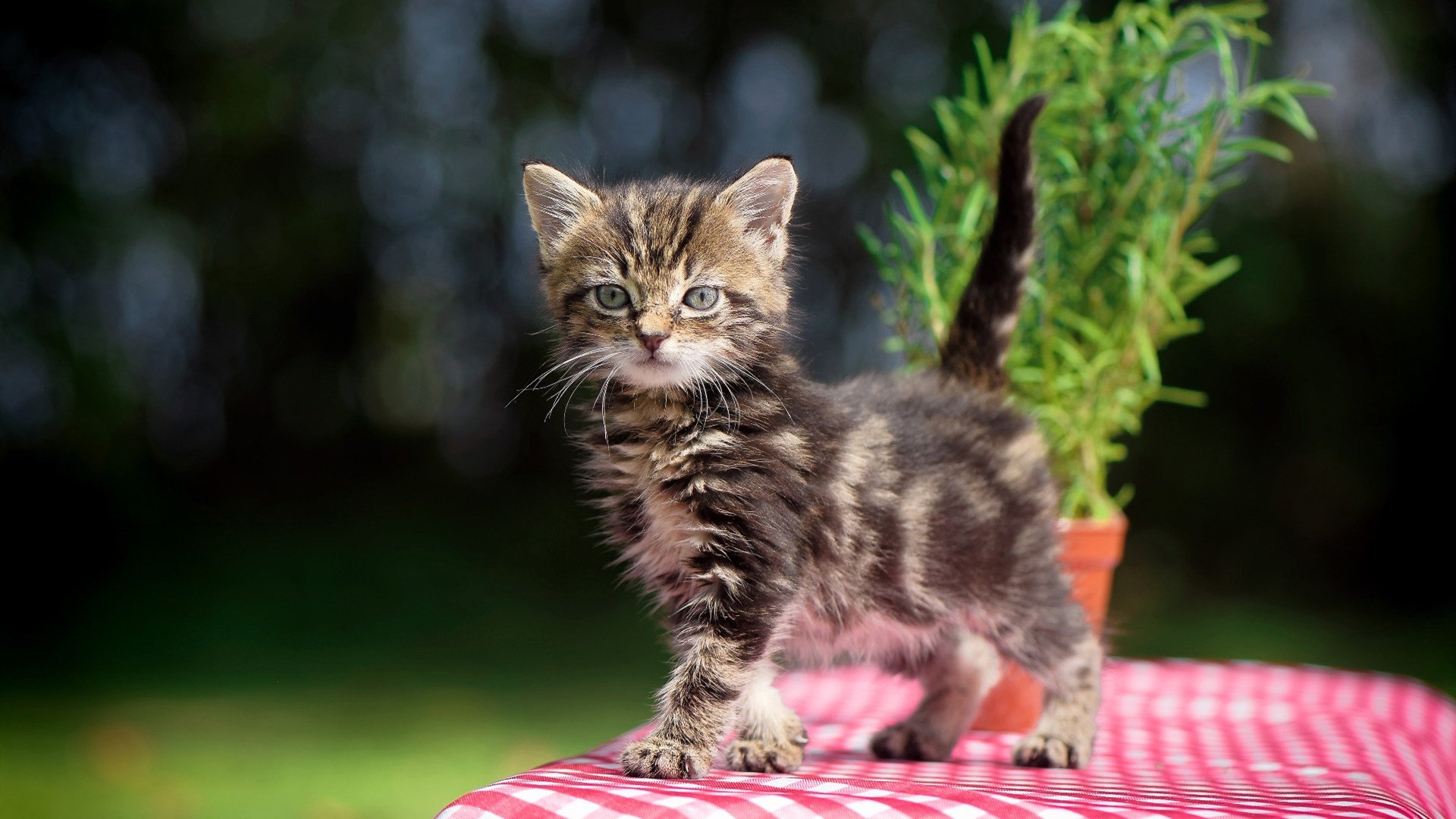 英雄联盟赛事数据统计发布，英雄联盟赛事数据网站