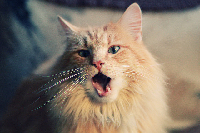 莱比锡主场2-0战胜多特蒙德，积分榜第5，莱比锡vs多特