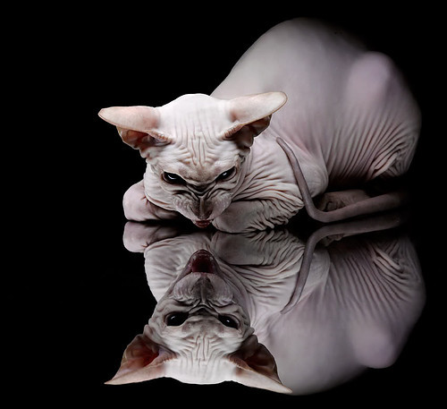 开云kaiyun-西班牙队在欧洲杯期间多名年轻球员崭露头角，西班牙队欧洲杯名单