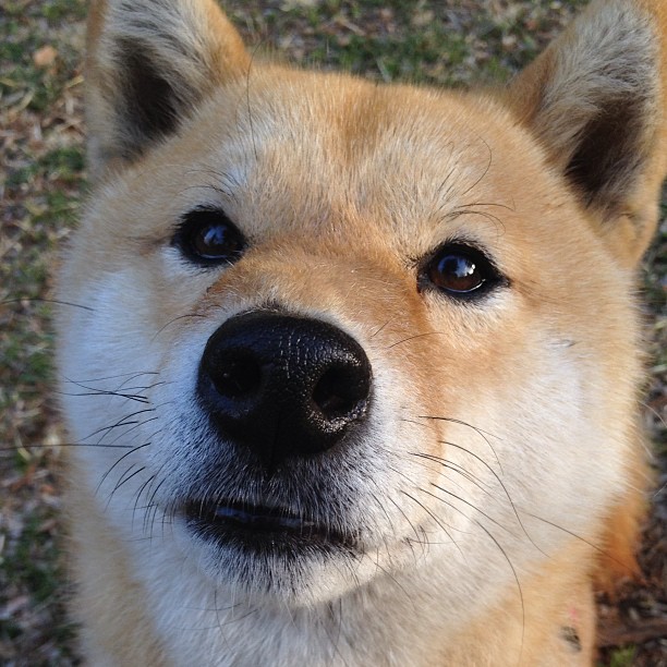 观众们将会看到足球比赛的何种精彩瞬间?,足球赛场上观众