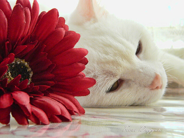 世界乒乓球团体赛中国夺得冠军,世界乒乓球团体赛中国夺得冠军了吗