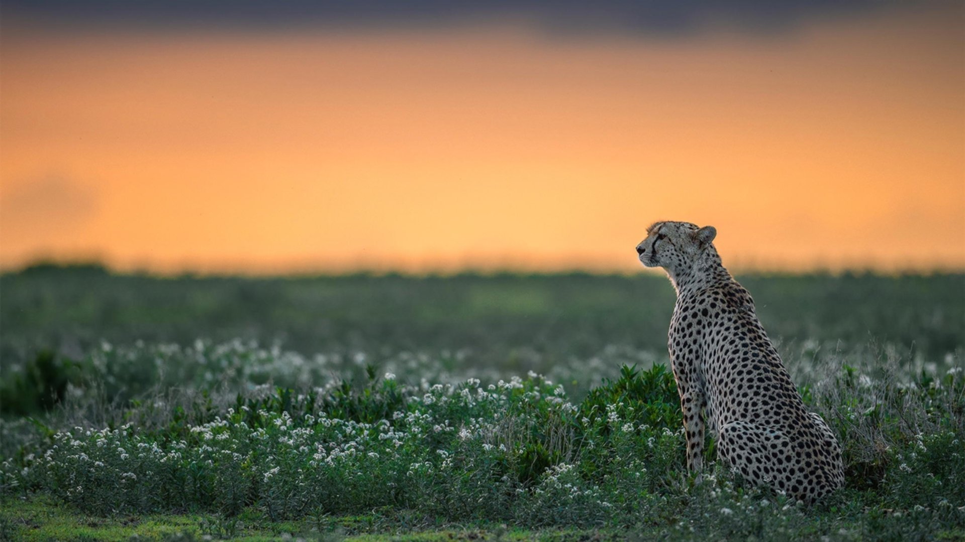 未来足球市场：数字资产与足球产业的融合，足球概念数字货币