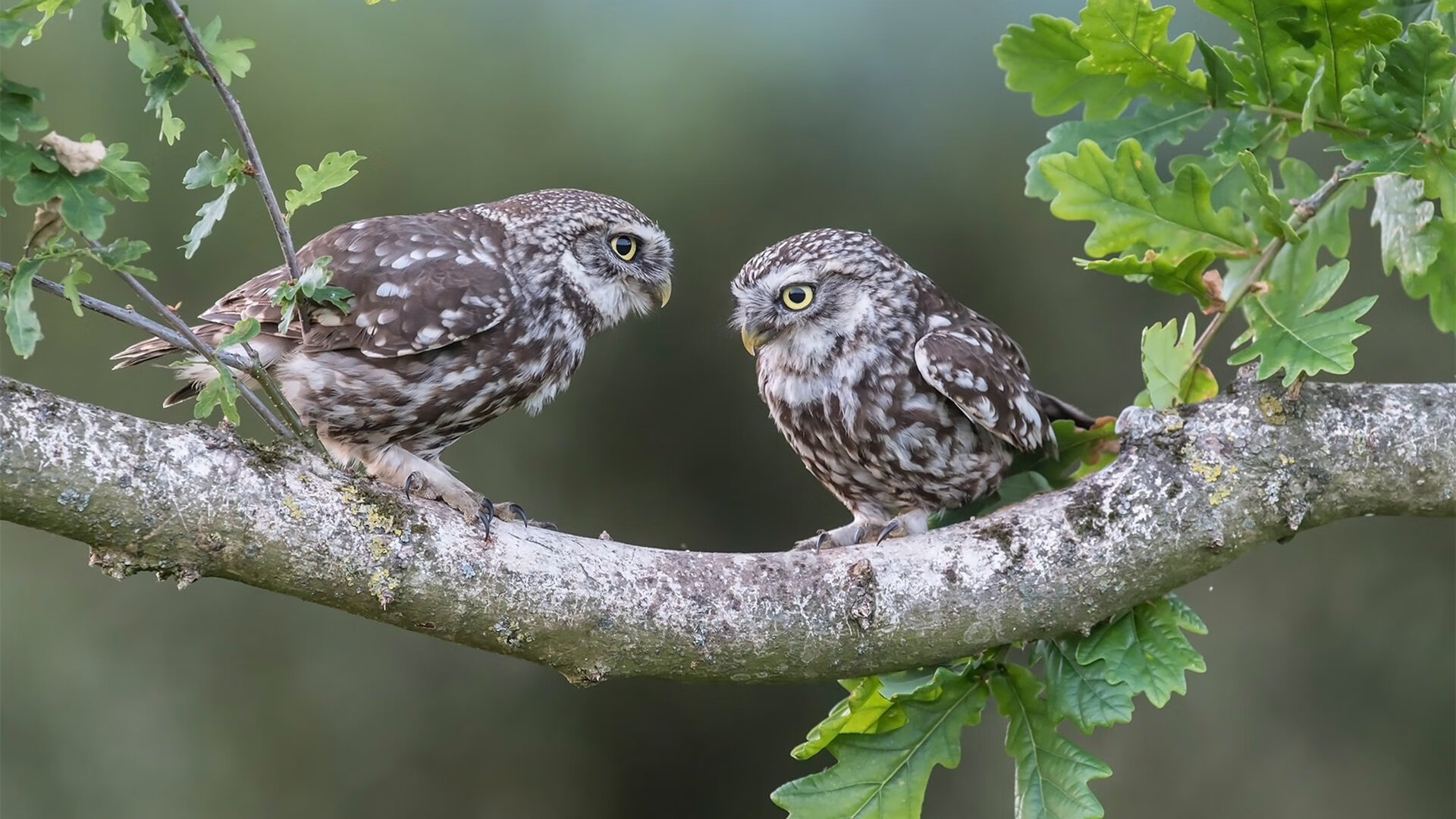 王哲林谈团队协作比赛胜负关键不在个人,王哲林参加三人篮球赛