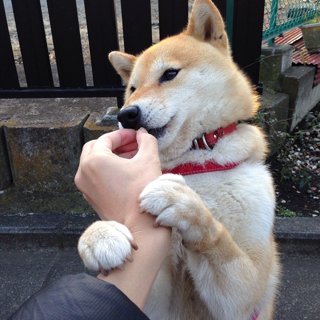 青训数据跟踪系统建设滞后,青训数据跟踪系统建设滞后怎么办