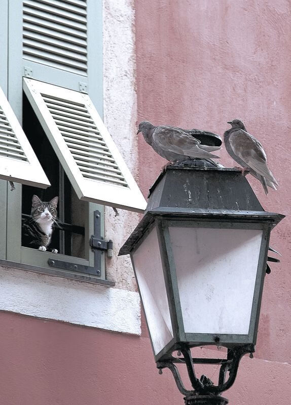 伊朗男篮在亚洲预赛中奋勇争先,迈向奥运的梦想舞台,伊朗队男篮