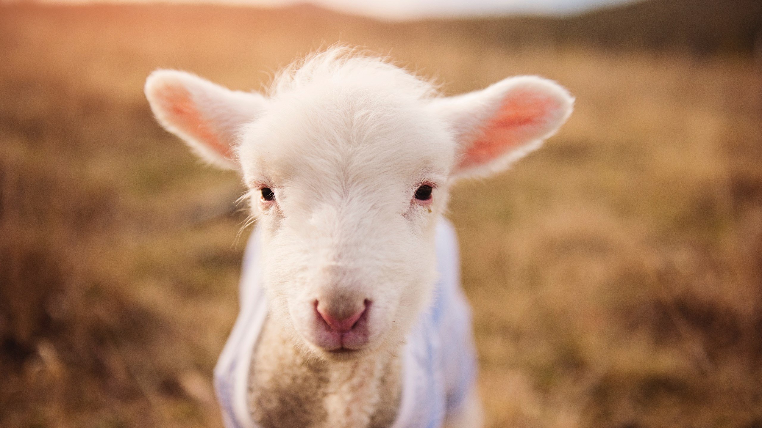 德甲全场精彩:攻守转换,激情无限!,德甲进攻型球队