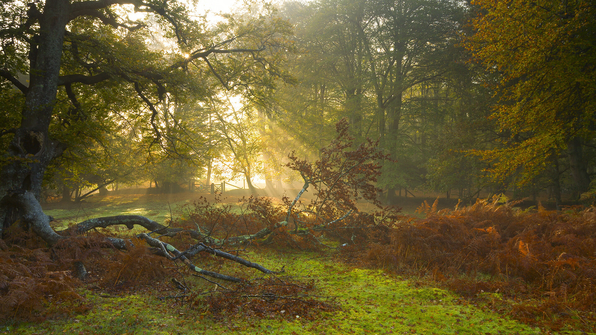 拉尼·帕利斯特决赛表现超出预期，帕拉尼恩斯vs奎托