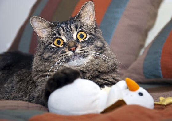 爱尔兰女子橄榄球展现强大市场潜力,爱尔兰橄榄球队