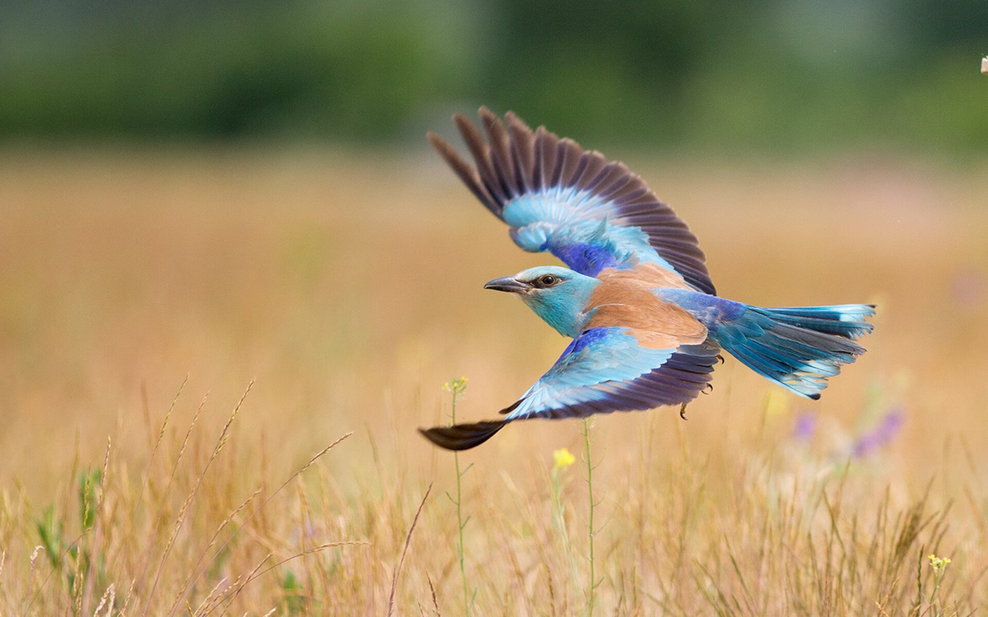 科贝特赛场风采尽显不凡实力,厦门科贝特体育运动有限公司