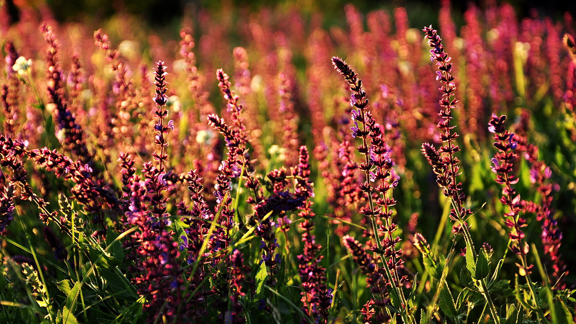 开云·体育官网-高尔在橄榄球冠军锦标赛中大放异彩，展现无与伦比的突破力，橄榄球和高尔夫的区别